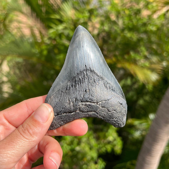 4” A+ Megalodon Tooth Fossil