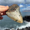 4 1/8” Partial Megalodon Tooth- Meg72