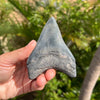 4 Inch A+ Megalodon Tooth Fossil