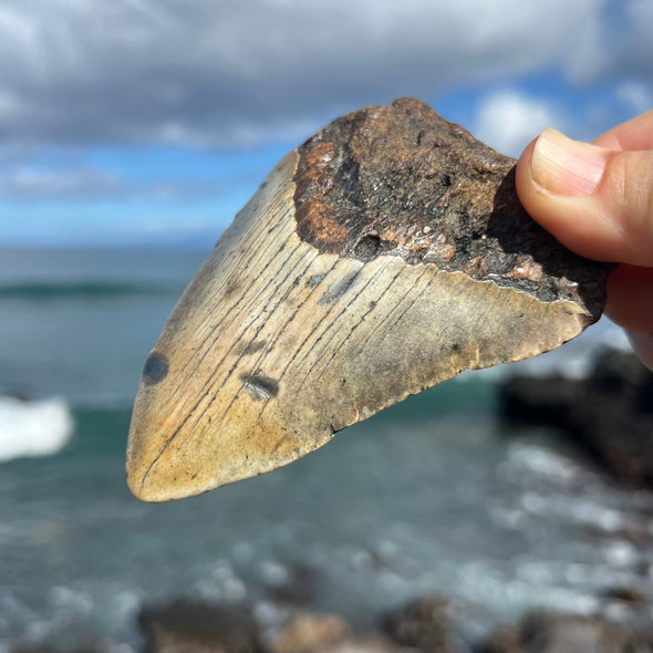 4 1/8” Partial Megalodon Tooth- Meg72