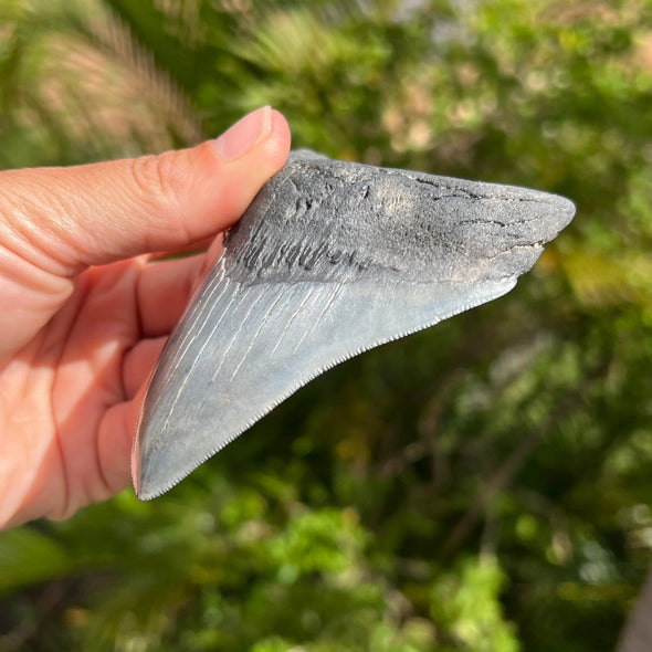 4” A+ Megalodon Shark Tooth Fossil
