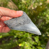 4 Inch A+ Megalodon Shark Tooth