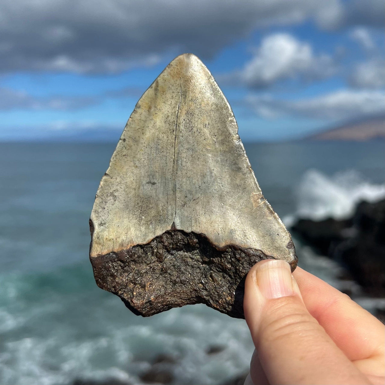 4 1/8” Partial Megalodon Tooth- Meg72