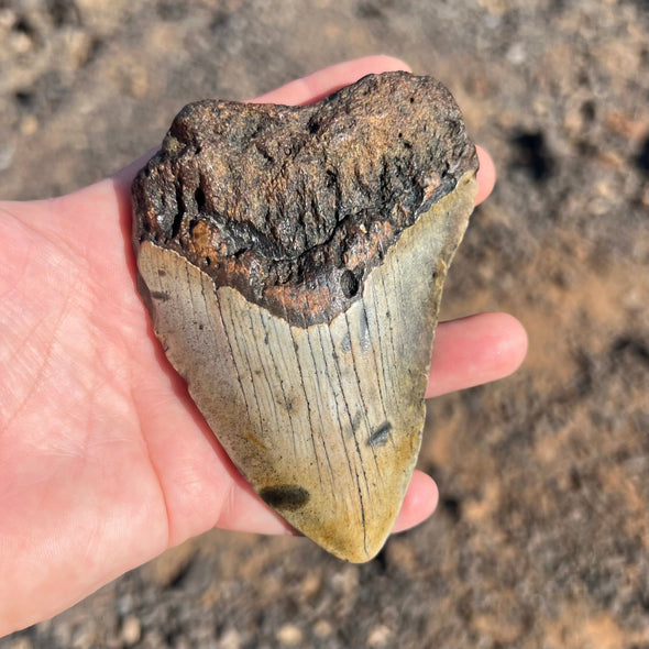 4 1/8” Partial Megalodon Tooth- Meg72