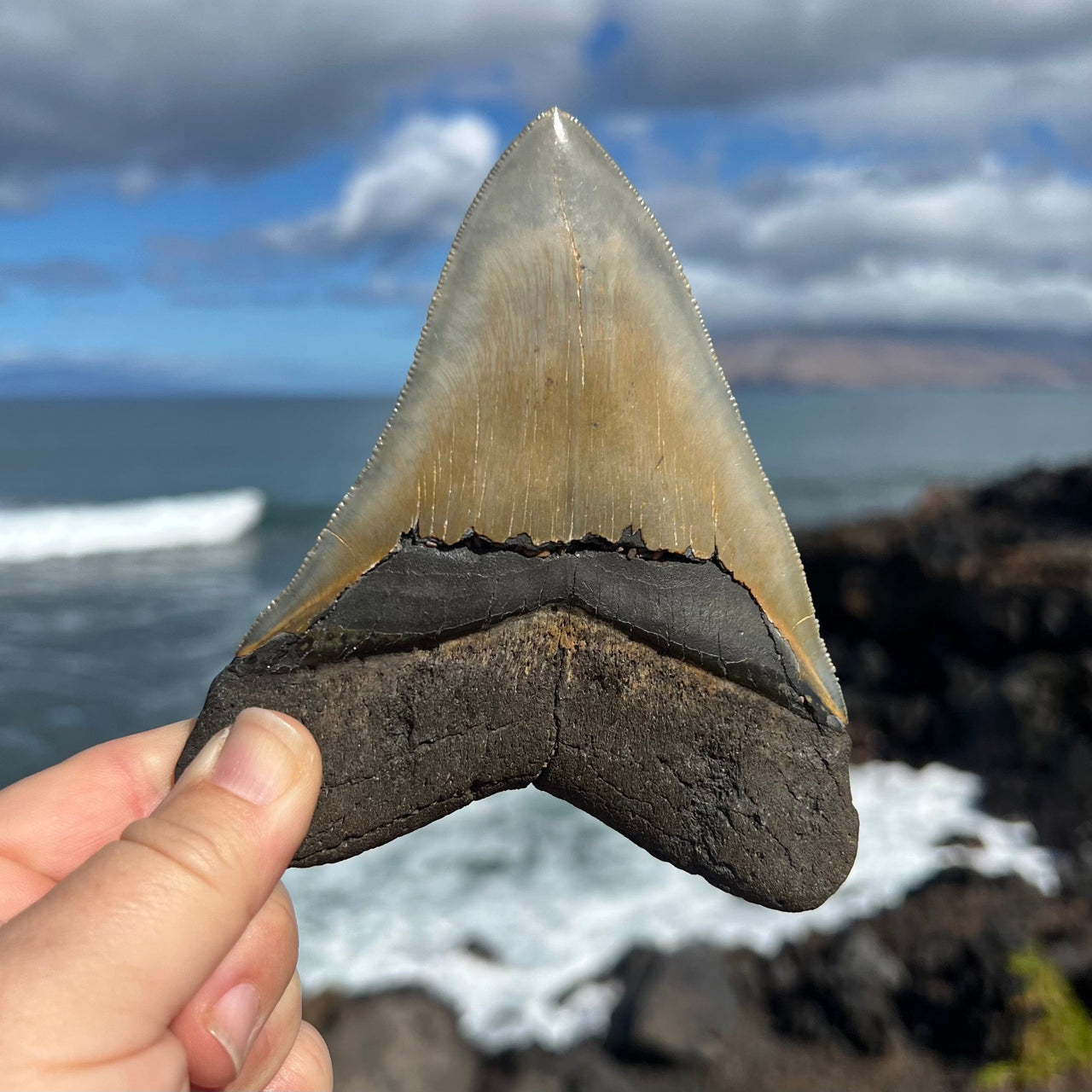 5 3/8” A+ Megalodon Fossil Tooth- Meg53