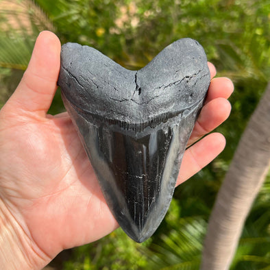 5 1/4” Polished Megalodon Tooth - MEG01