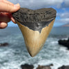 5 3/8” A+ Megalodon Fossil Tooth- Meg53