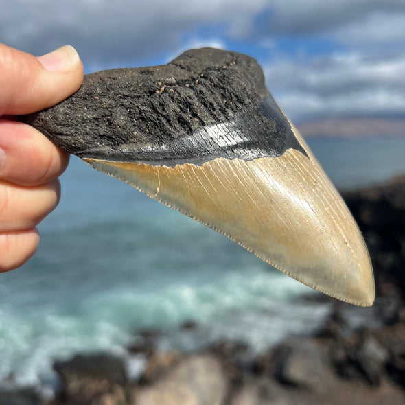 5 3/8” A+ Megalodon Fossil Tooth- Meg53