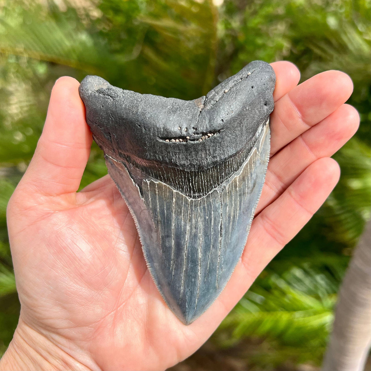 4 9/16" A+ Megalodon Tooth- Meg51