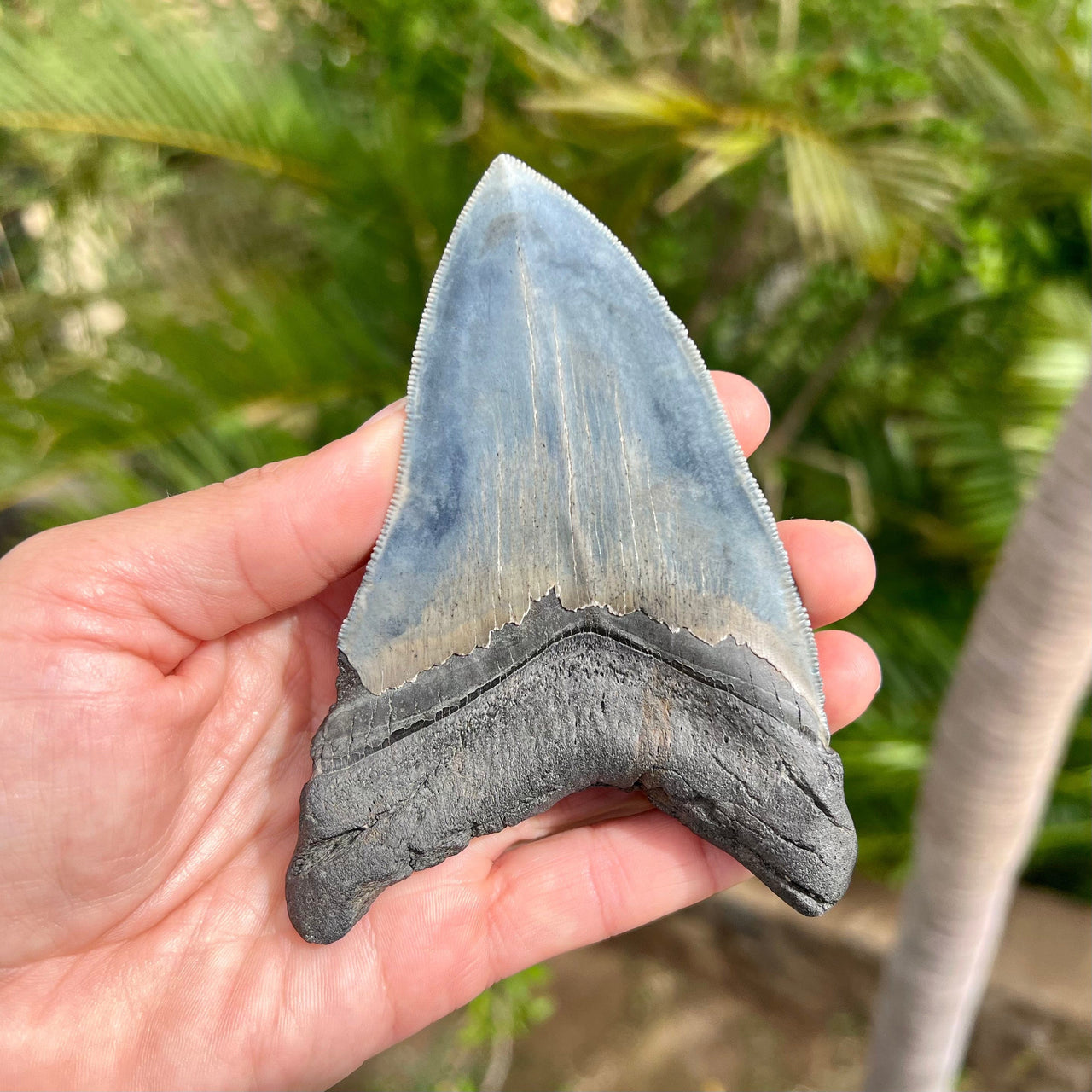 4 9/16" A+ Megalodon Tooth- Meg51