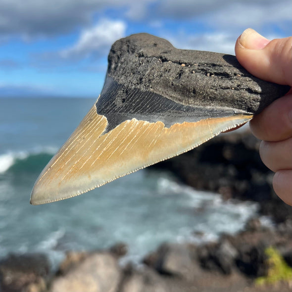 5 3/8” A+ Megalodon Fossil Tooth- Meg53