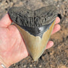 5 3/8” A+ Megalodon Fossil Tooth- Meg53