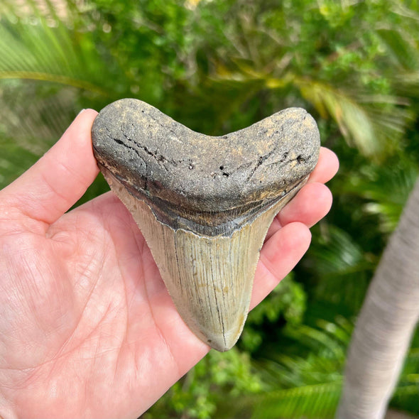 4 1/4" A+ Megalodon Tooth