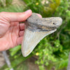 4 1/4" A+ Megalodon Tooth with Dark Brown Root