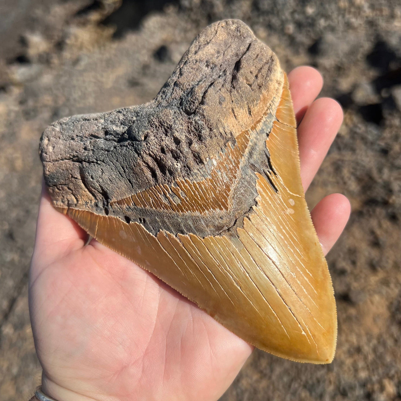 5 7/8” A+ Megalodon Fossil Tooth- Meg81