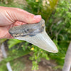 4 1/4" A+ Megalodon Tooth Fossil