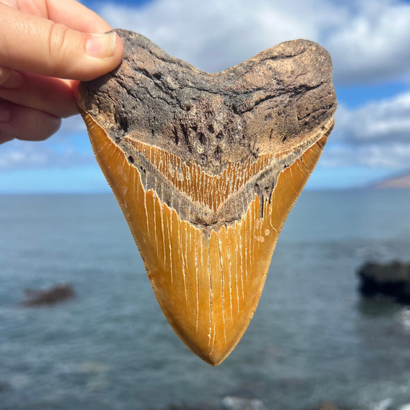 5 7/8” A+ Megalodon Fossil Tooth- Meg81