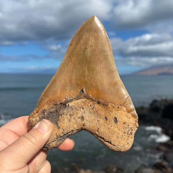 5 7/8” A+ Megalodon Fossil Tooth- Meg81