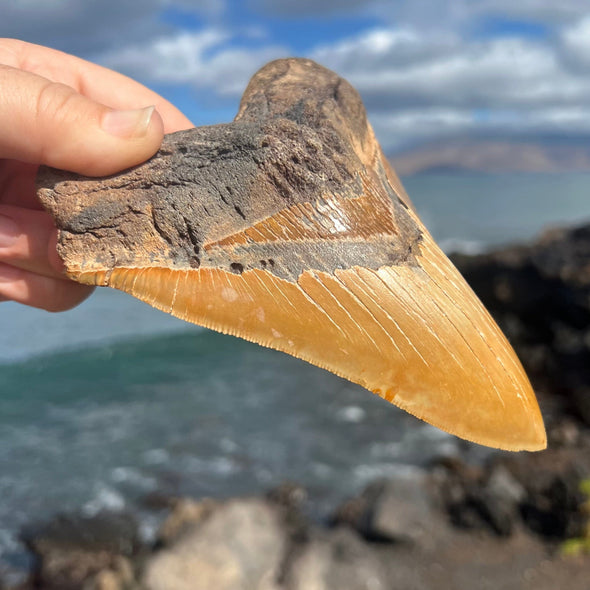 5 7/8” A+ Megalodon Fossil Tooth- Meg81