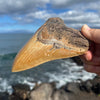 5 7/8” A+ Megalodon Fossil Tooth- Meg81