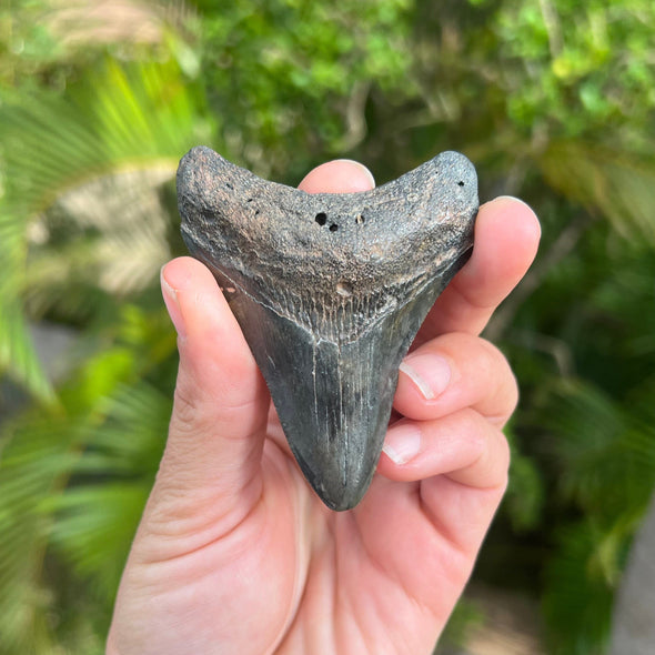 3” Megalodon Fossil Tooth- Meg57