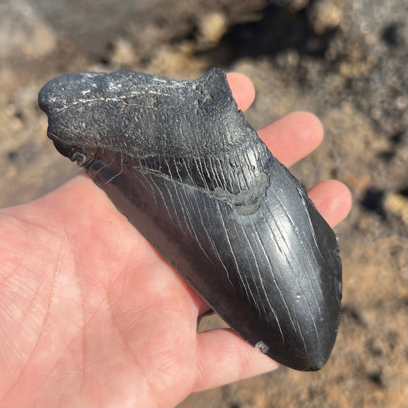 5" Partial Megalodon Tooth- MEG76