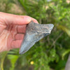3” Megalodon Fossil Tooth- Meg57