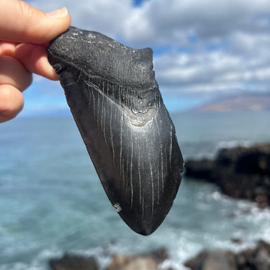 5" Partial Megalodon Tooth- MEG76