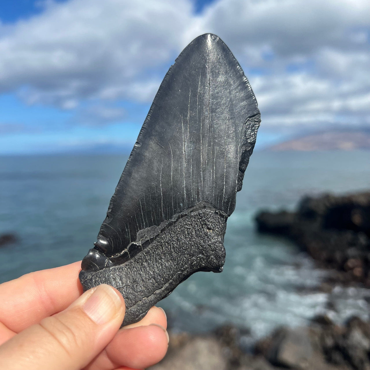 5" Partial Megalodon Tooth- MEG76