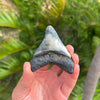 3” Megalodon Fossil Tooth- Meg58