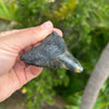 3” Megalodon Fossil Tooth- Meg58