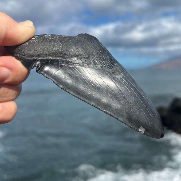 5" Partial Megalodon Tooth- MEG76