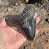 4 7/8" Polished Megalodon Tooth- Meg73