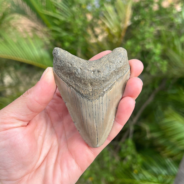3 1/2" Megalodon Tooth- Meg46