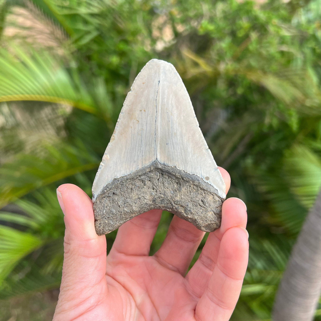 3 1/2" Megalodon Tooth- Meg46