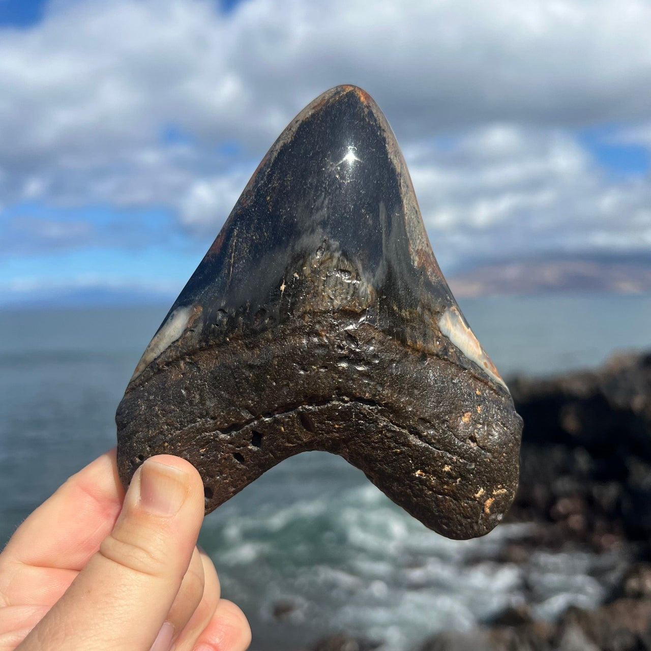 4 7/8" Polished Megalodon Tooth- Meg73