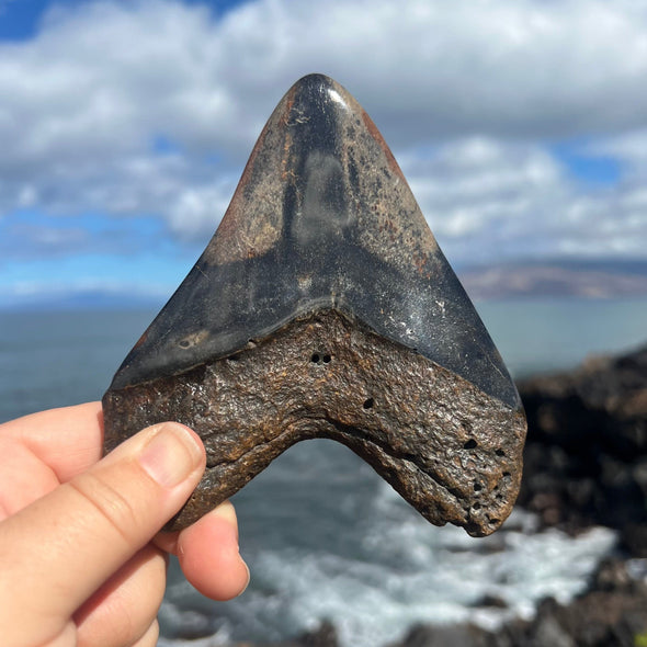 4 7/8" Polished Megalodon Tooth- Meg73