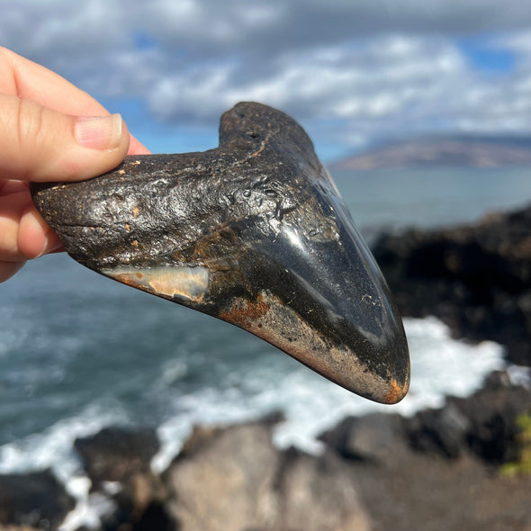 4 7/8" Polished Megalodon Tooth- Meg73