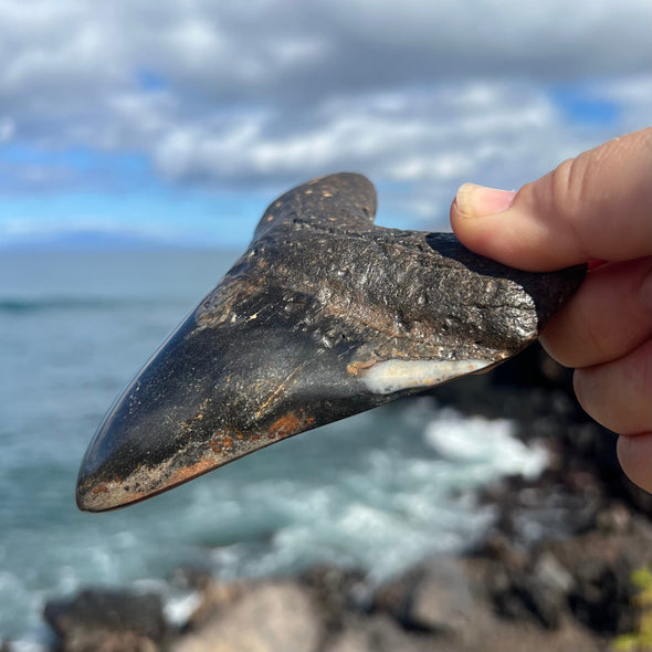 4 7/8" Polished Megalodon Tooth- Meg73