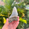 3 5/8” Partial Megalodon Tooth- Meg66