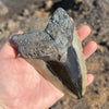 5" Polished Megalodon Tooth- Meg 74