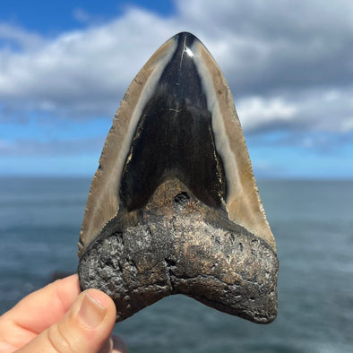 5" Polished Megalodon Tooth- Meg 74