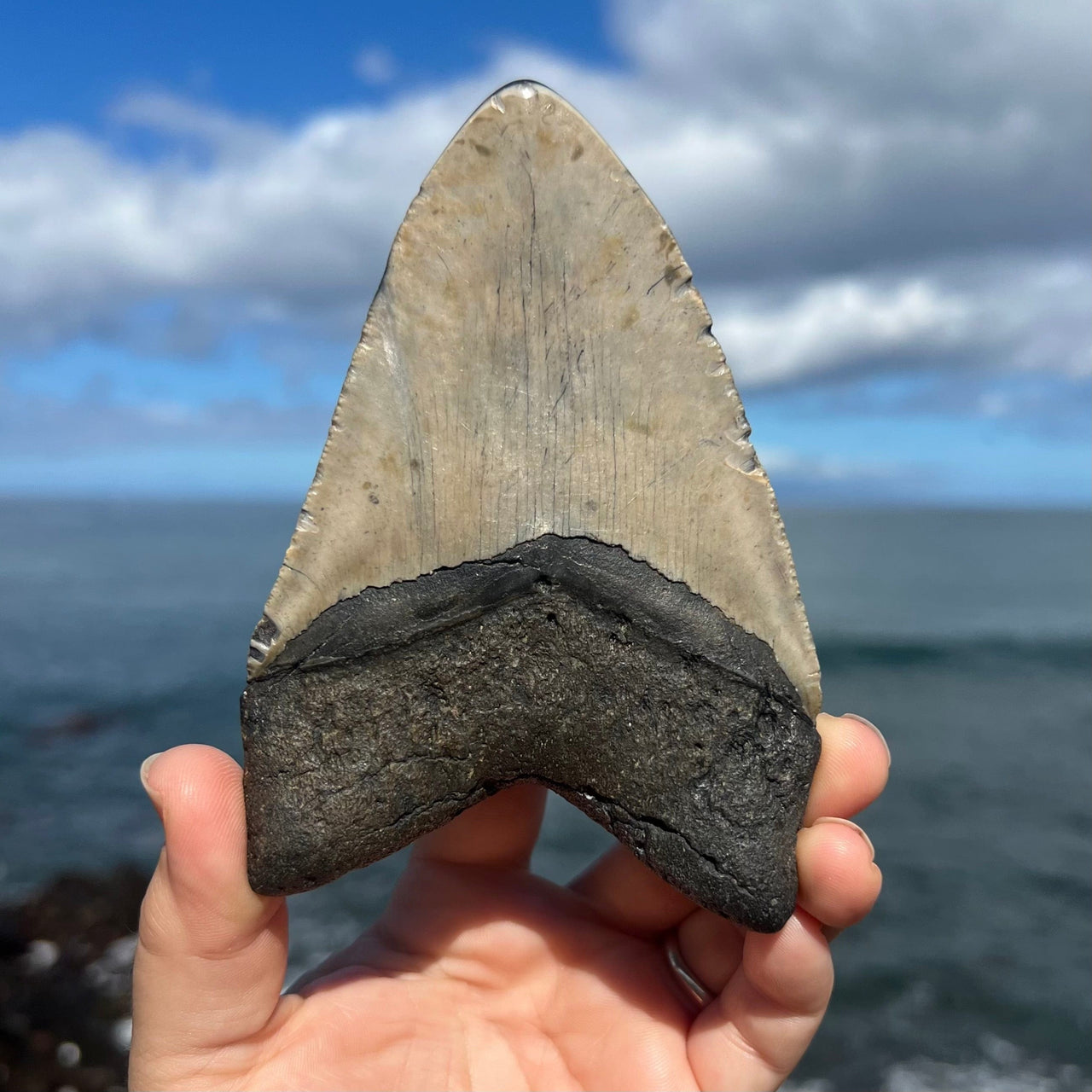 5" Polished Megalodon Tooth- Meg 74