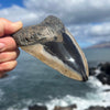 5" Polished Megalodon Tooth- Meg 74