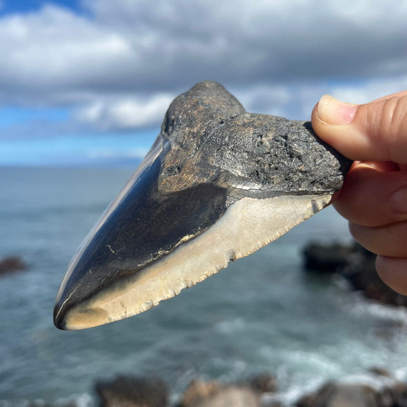 5" Polished Megalodon Tooth- Meg 74