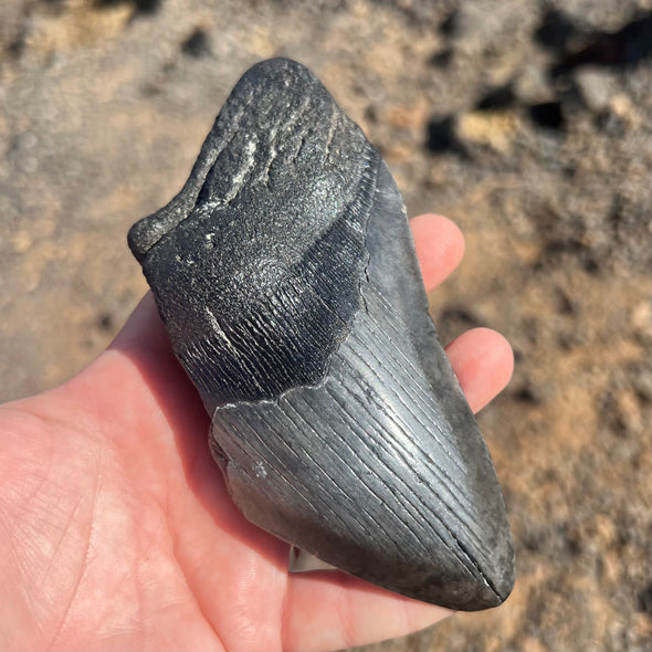 5 1/4" Partial Megalodon Tooth- MEG79