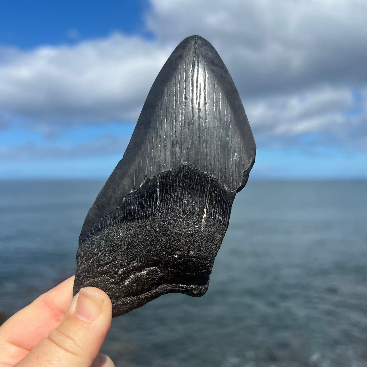 5 1/4" Partial Megalodon Tooth- MEG79