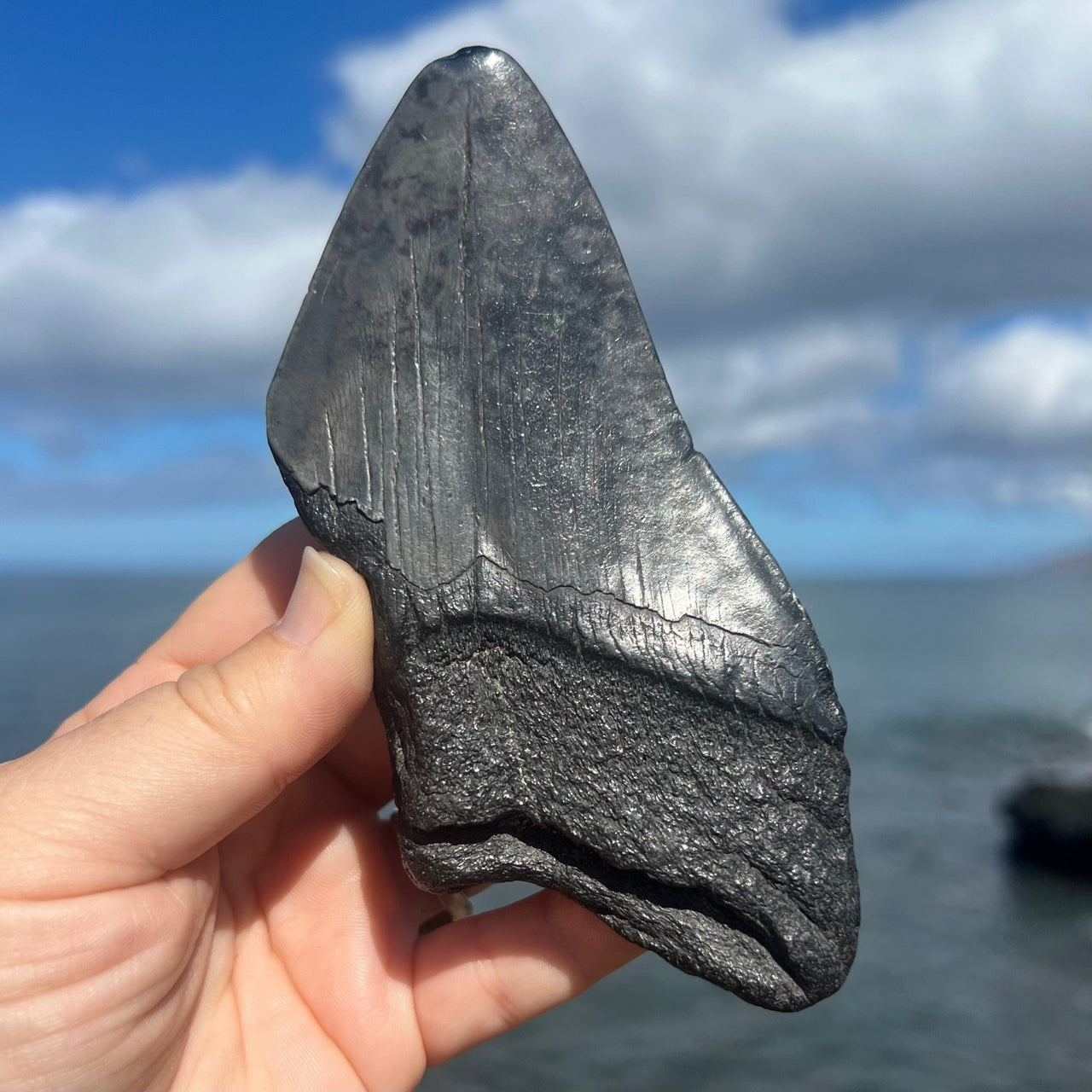 5 1/4" Partial Megalodon Tooth- MEG79