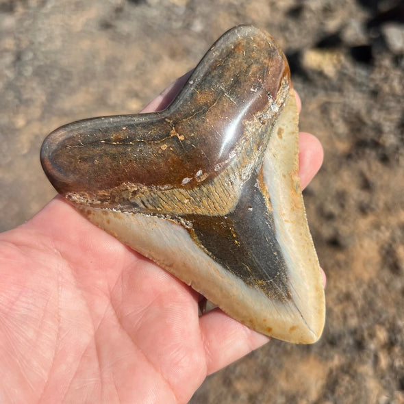 Meg Candy- 4 1/4” Polished Megalodon Tooth- Meg27