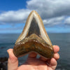 Meg Candy- 4 1/4” Polished Megalodon Tooth- Meg27